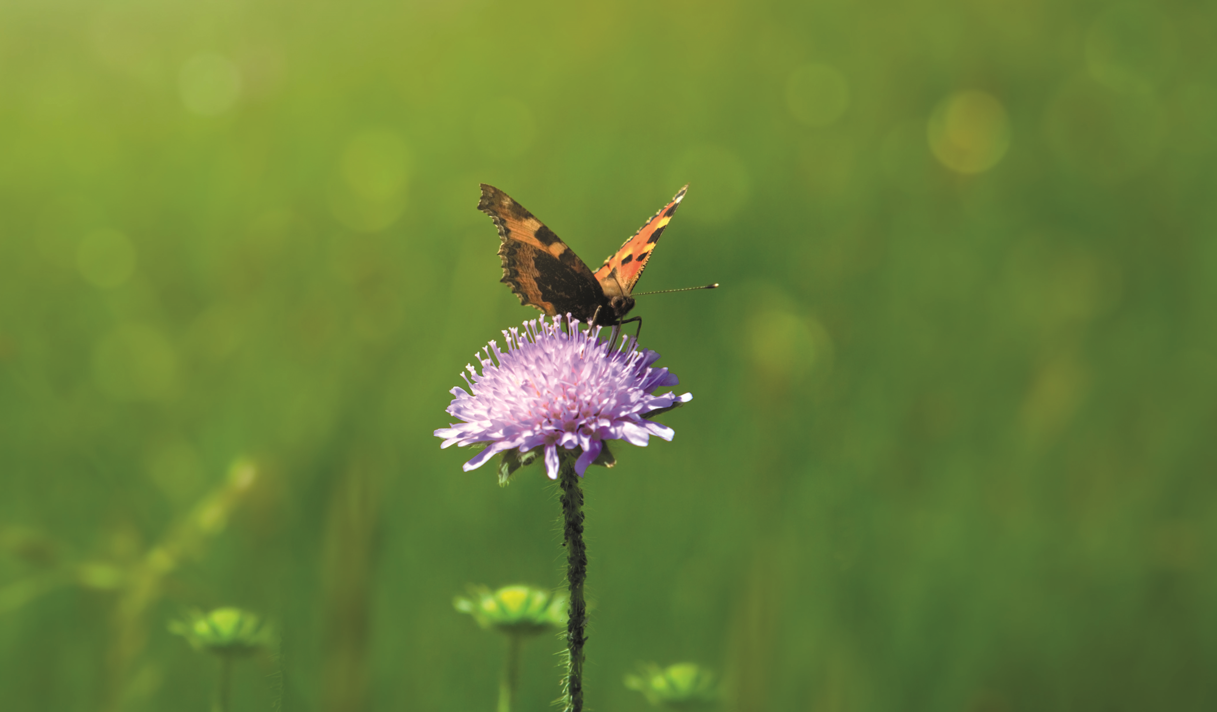 Achtsamkeit für Führungskräfte
