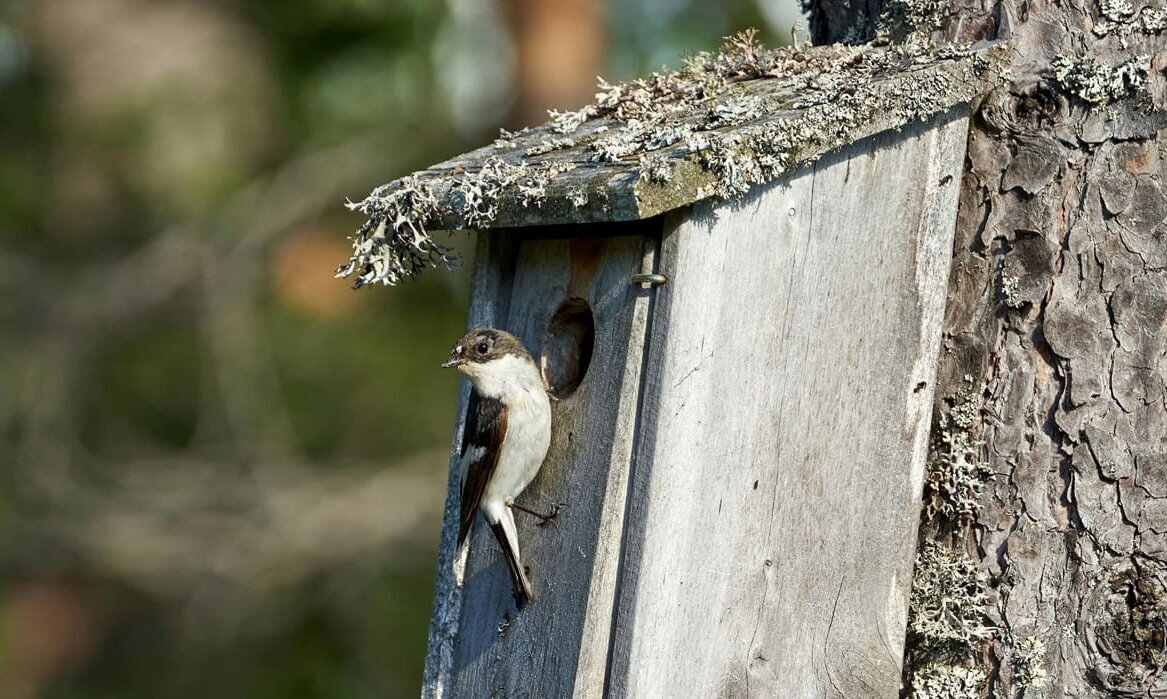 Aktivierungshilfe der Kolping Akademie in Memmingen: Jugendliche bauen Nistkästen für Vogelschutz