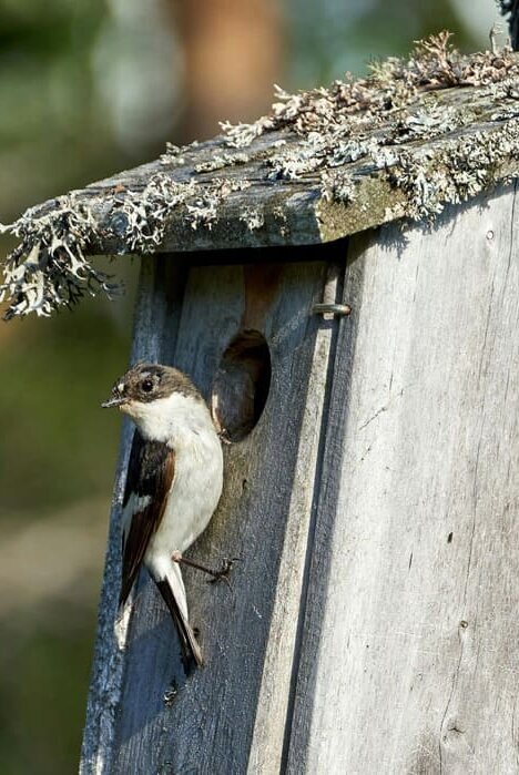 Aktivierungshilfe der Kolping Akademie in Memmingen: Jugendliche bauen Nistkästen für Vogelschutz